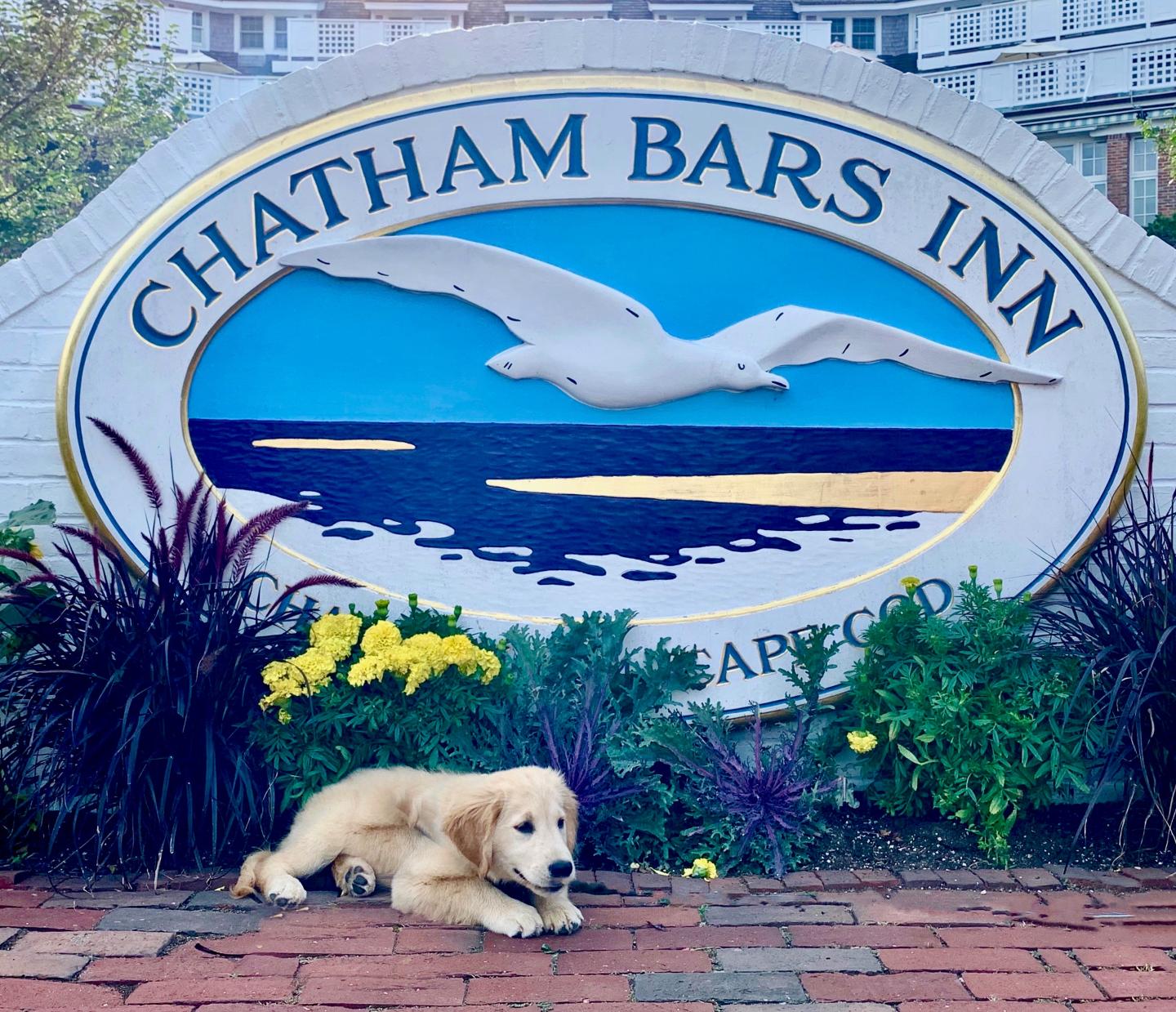 Bea the dog sitting in front of the Chatham Bars Inn sign
