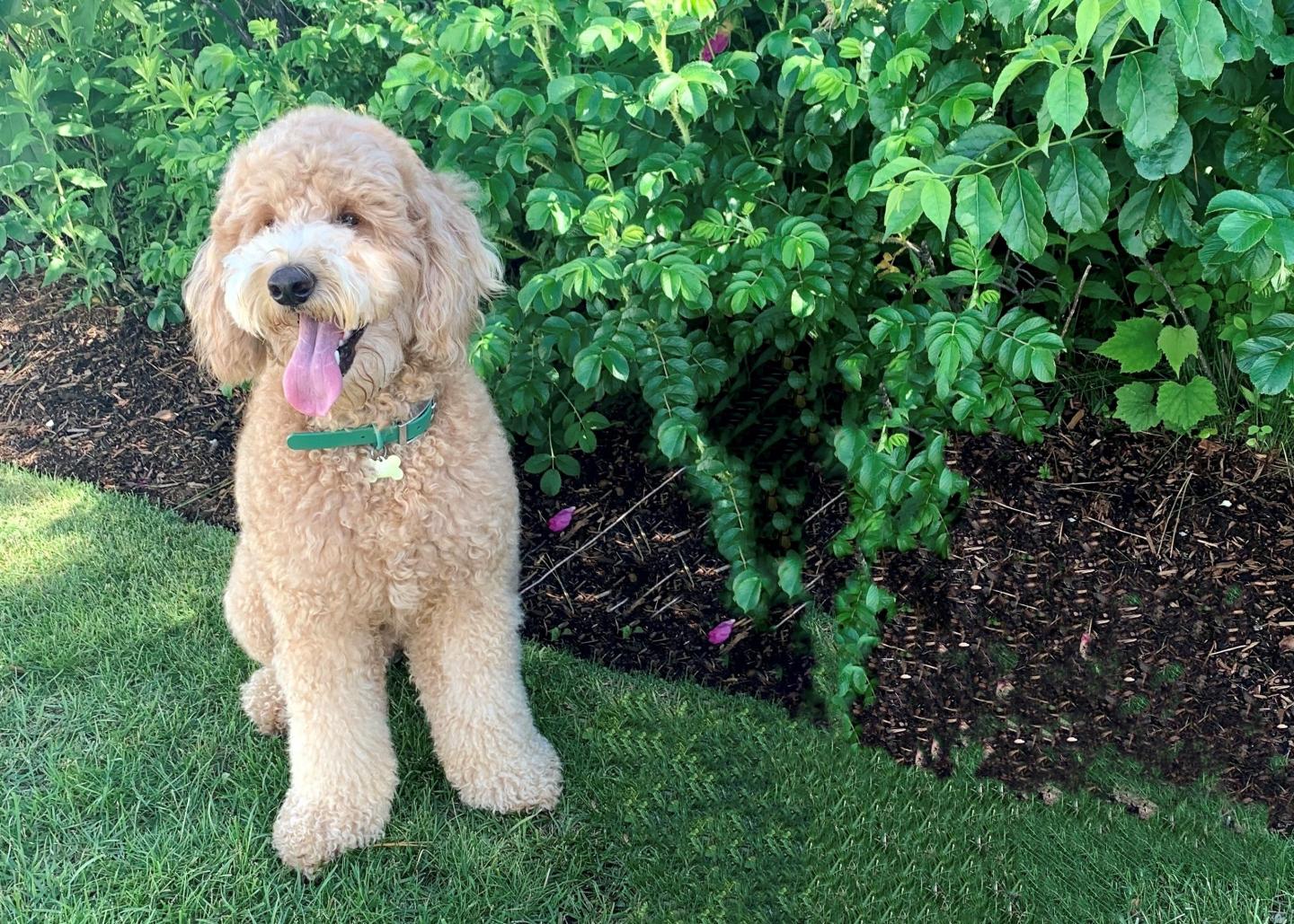 puppy on the lawn at the Inn