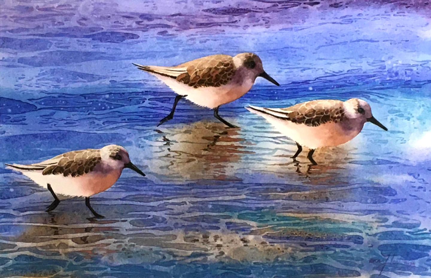 Piping Plovers