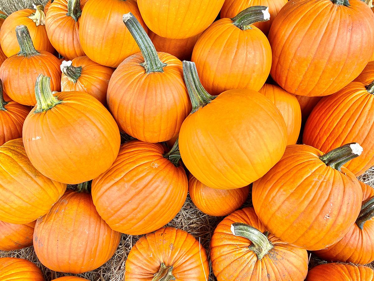 orange pumpkins