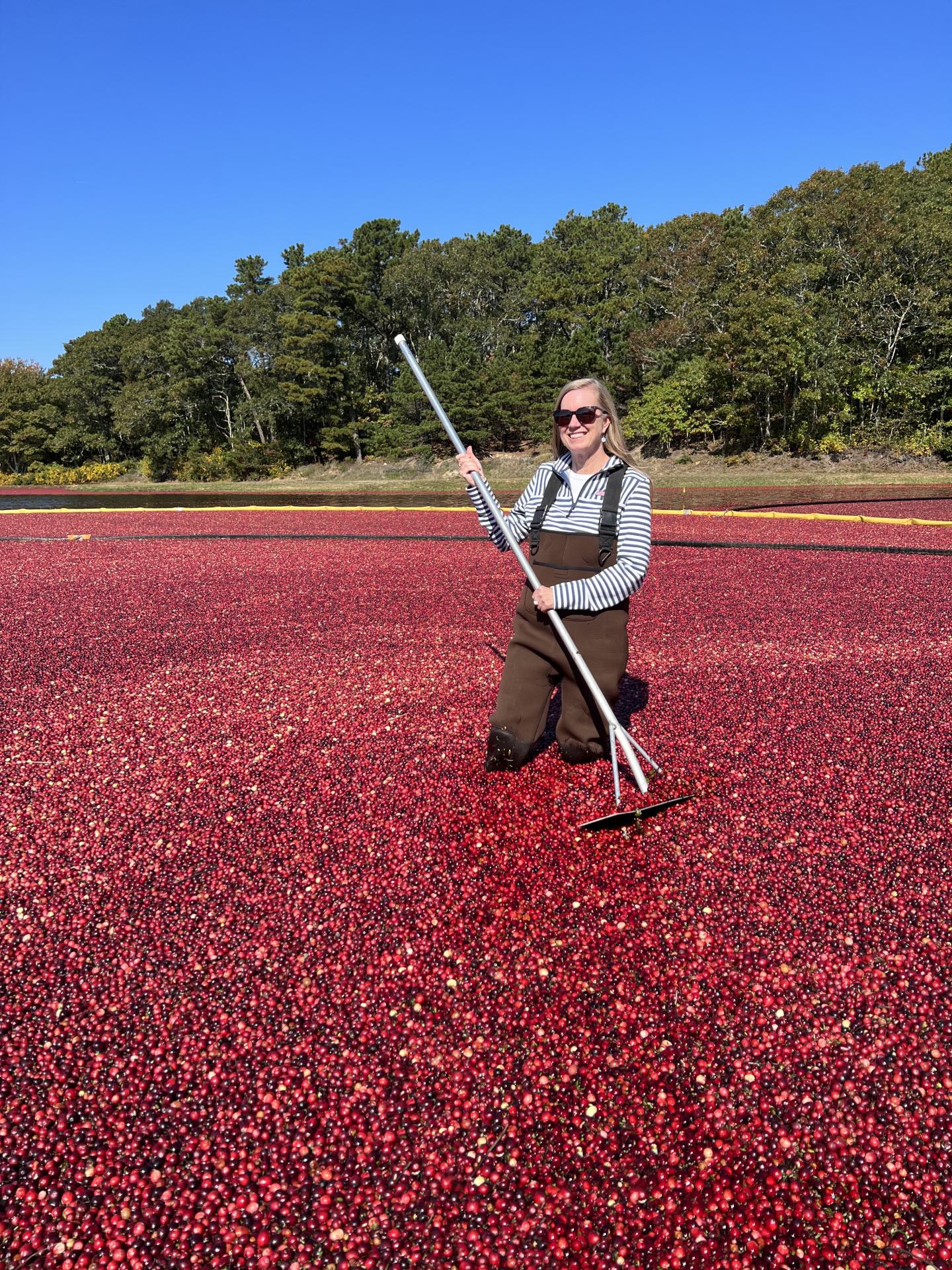 Cranberry Harvest - Beth with Rake