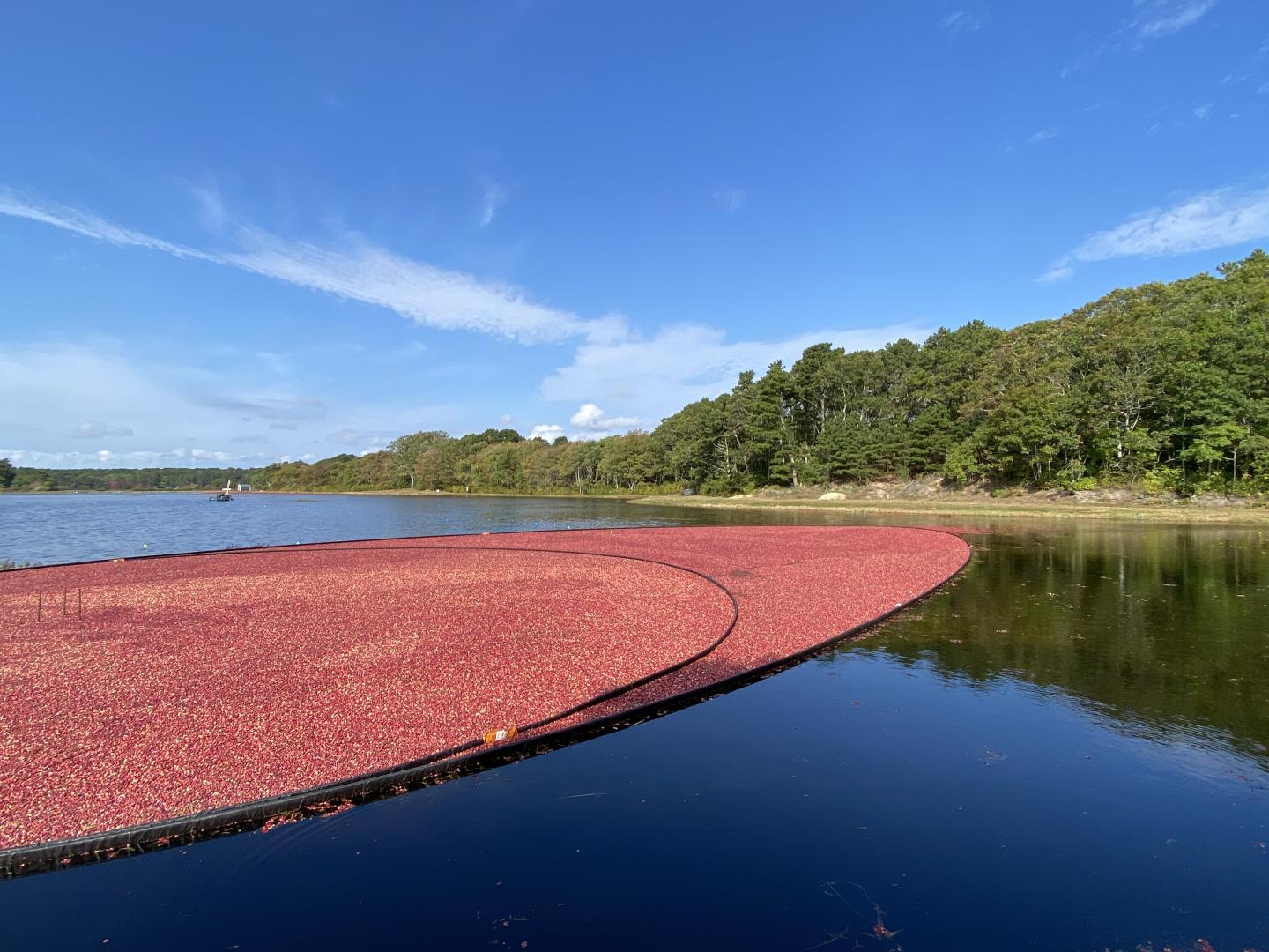 Cranberry Harvest - Corralled Berries