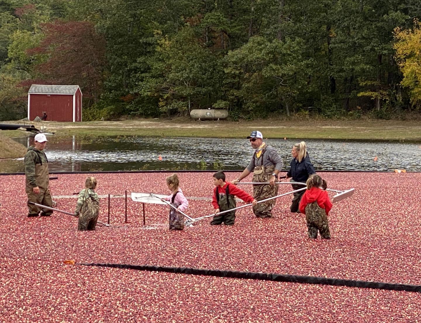Cranberry Harvest - Family in the Bog