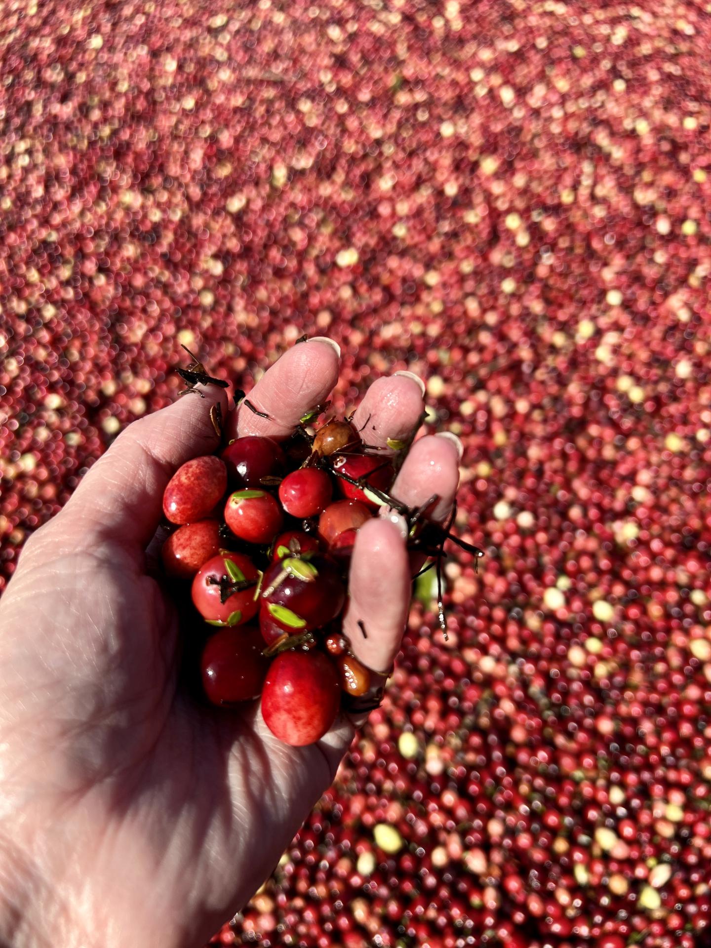 Cranberry Harvest - Handful of Berries