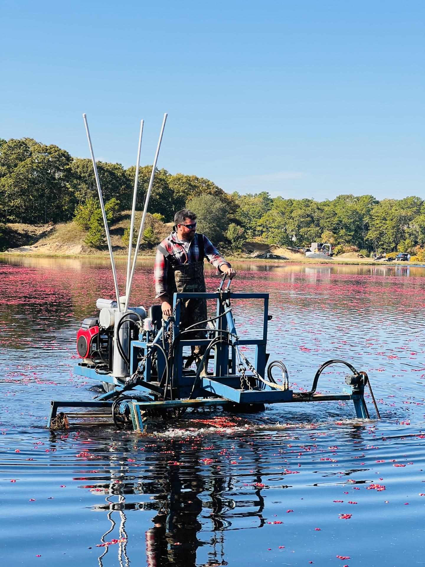 Cranberry Harvest - Shaking berries off vines in bog