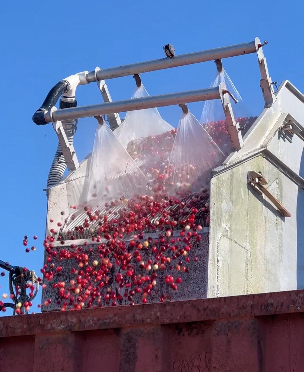 Cranberry Harvest - Washing Berries