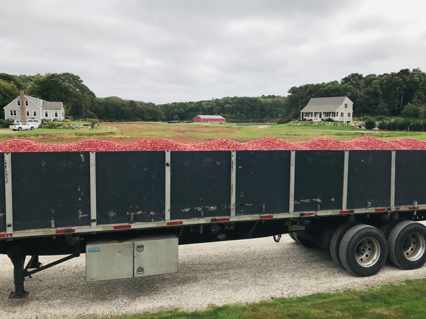 Cranberry Harvest - Cranberries in Truck