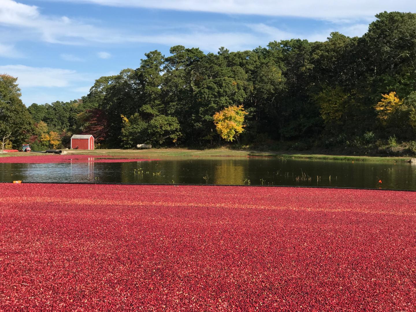 Cranberry Harvest - Bog in Yarmouthport