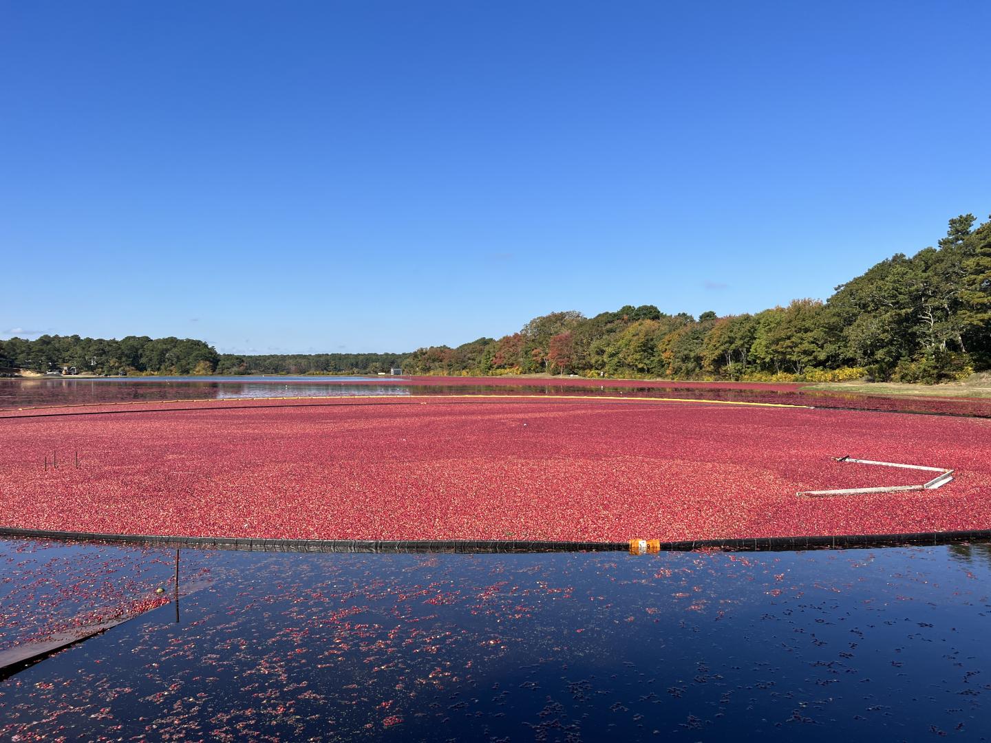 Cranberry Harvest - Large bog corralled 