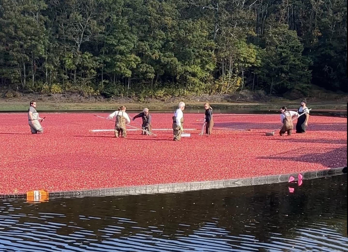 Cranberry Harvest - Bog with harvesters -no border