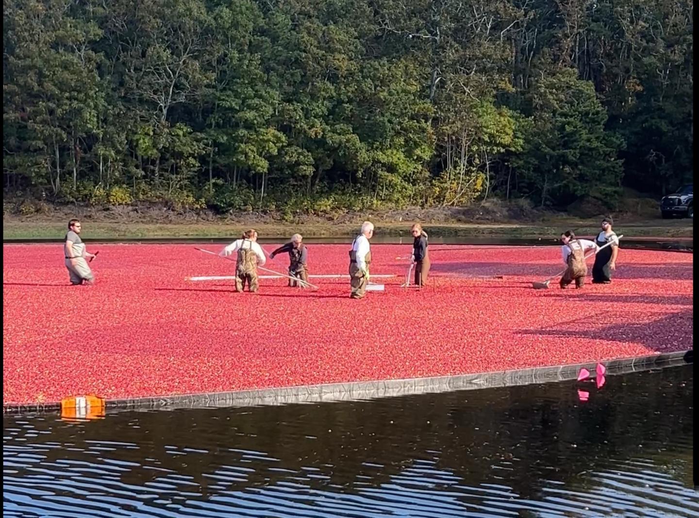 Cranberry Bog with harvesters