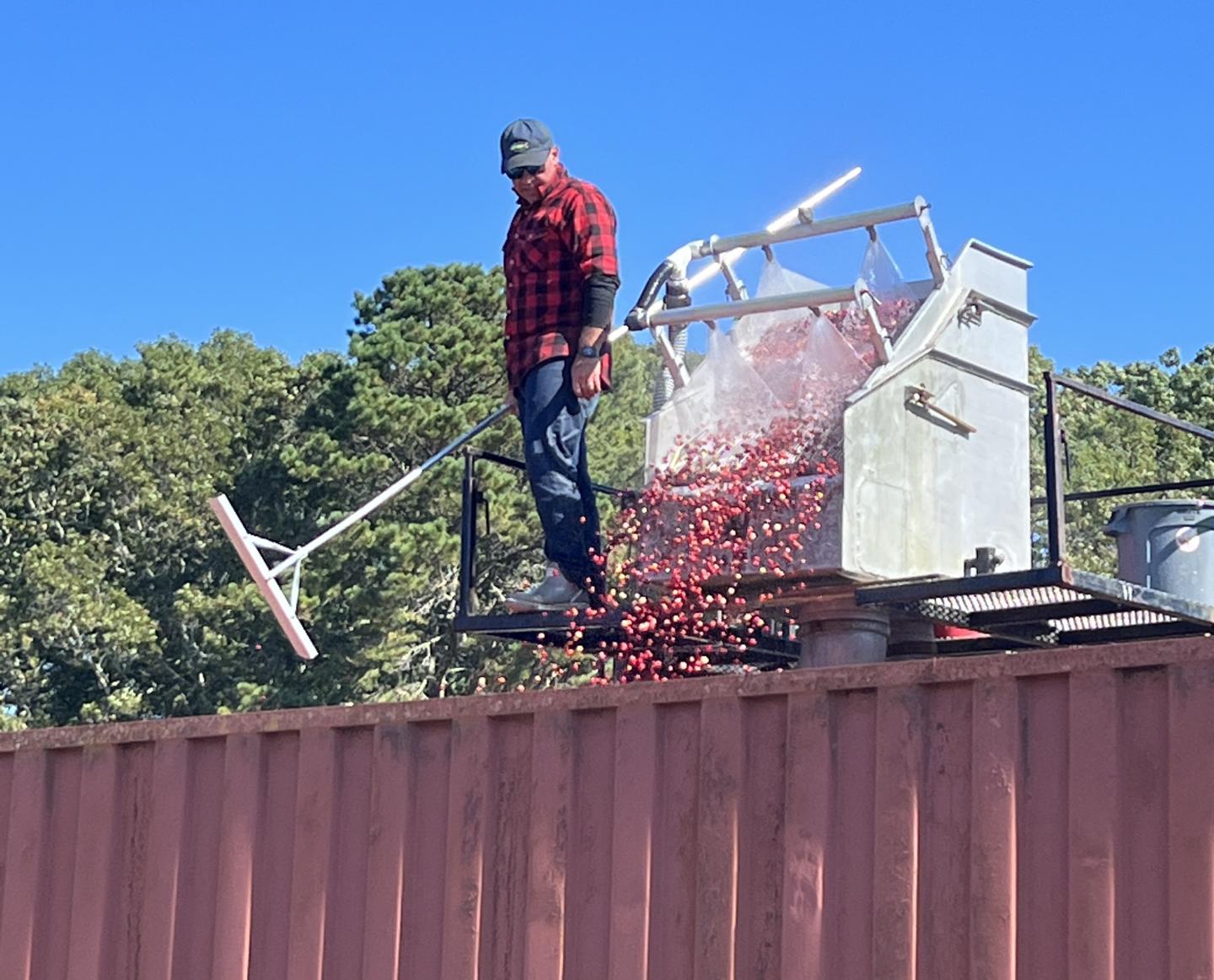 Cranberry Harvest - Berry Wash with Truck