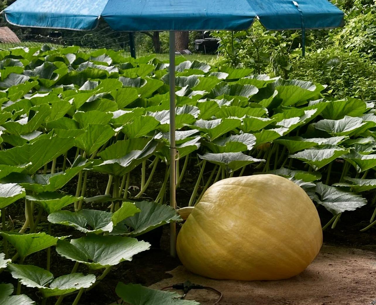 pumpkin growing