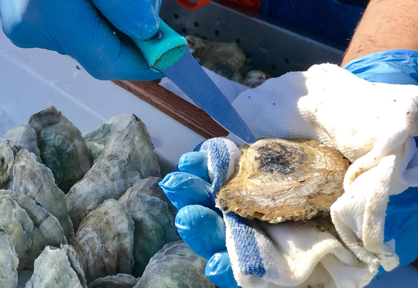 oyster shucking