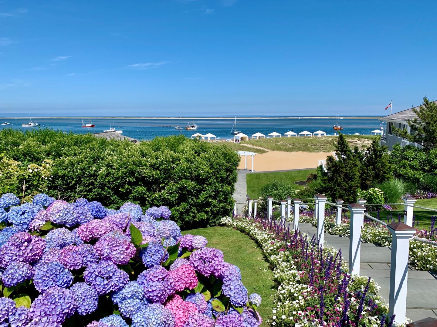 Hydrangeas in bloom with a view of a beach and ocean under a clear blue sky.