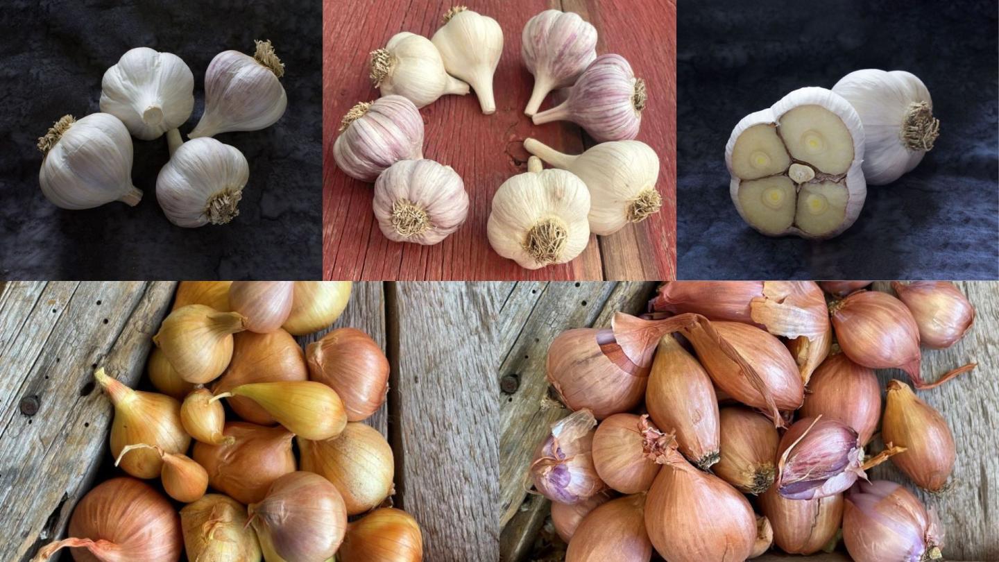 Garlic bulbs and onions on various textured backgrounds.
