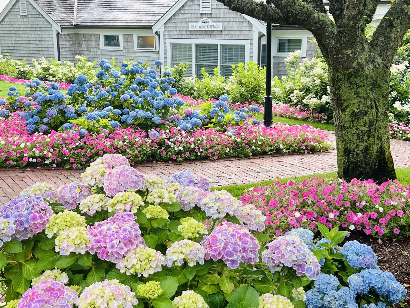 Colorful garden with hydrangeas and a tree near a wooden house.