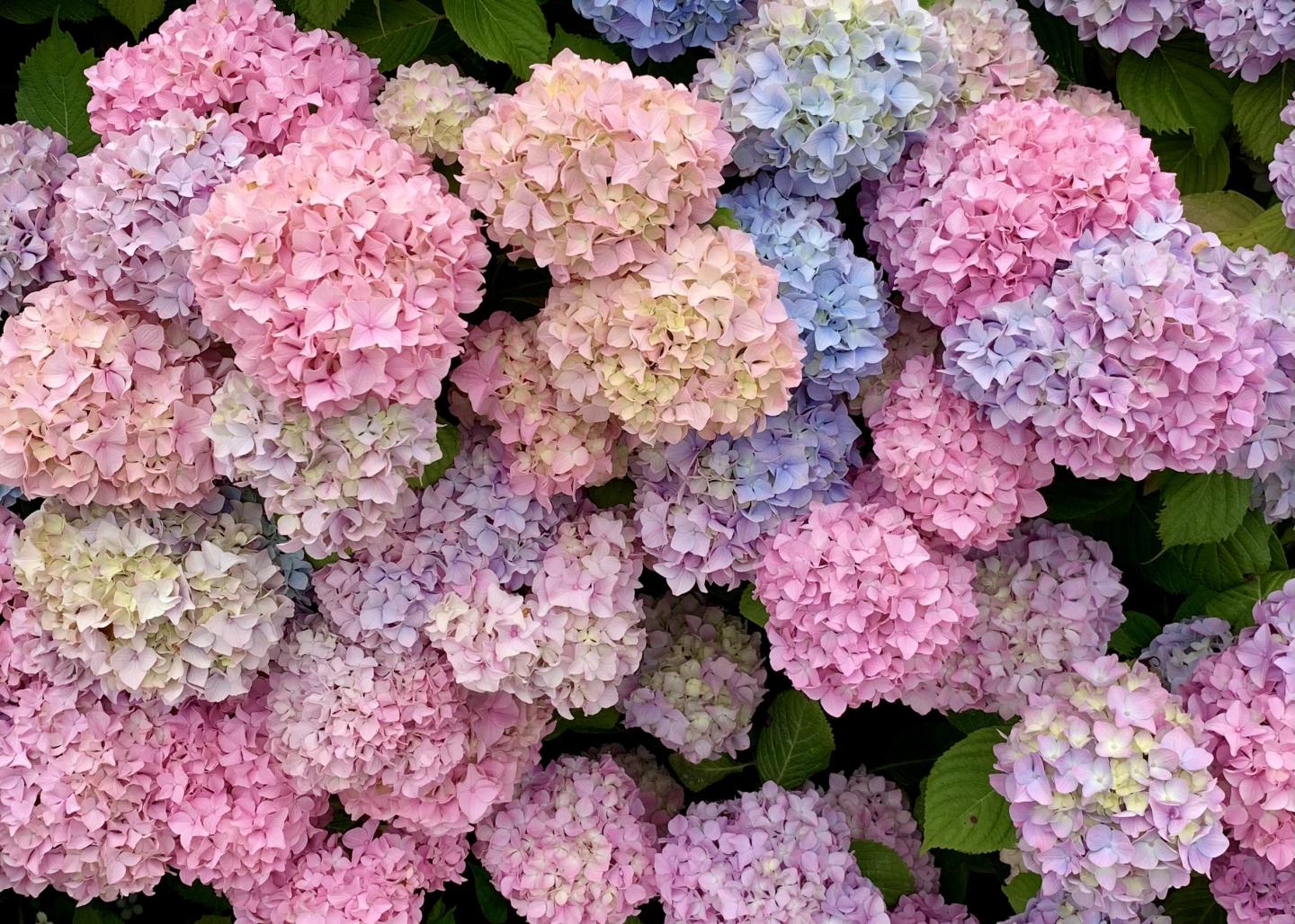 Colorful hydrangeas in pink, purple, and blue with green leaves.