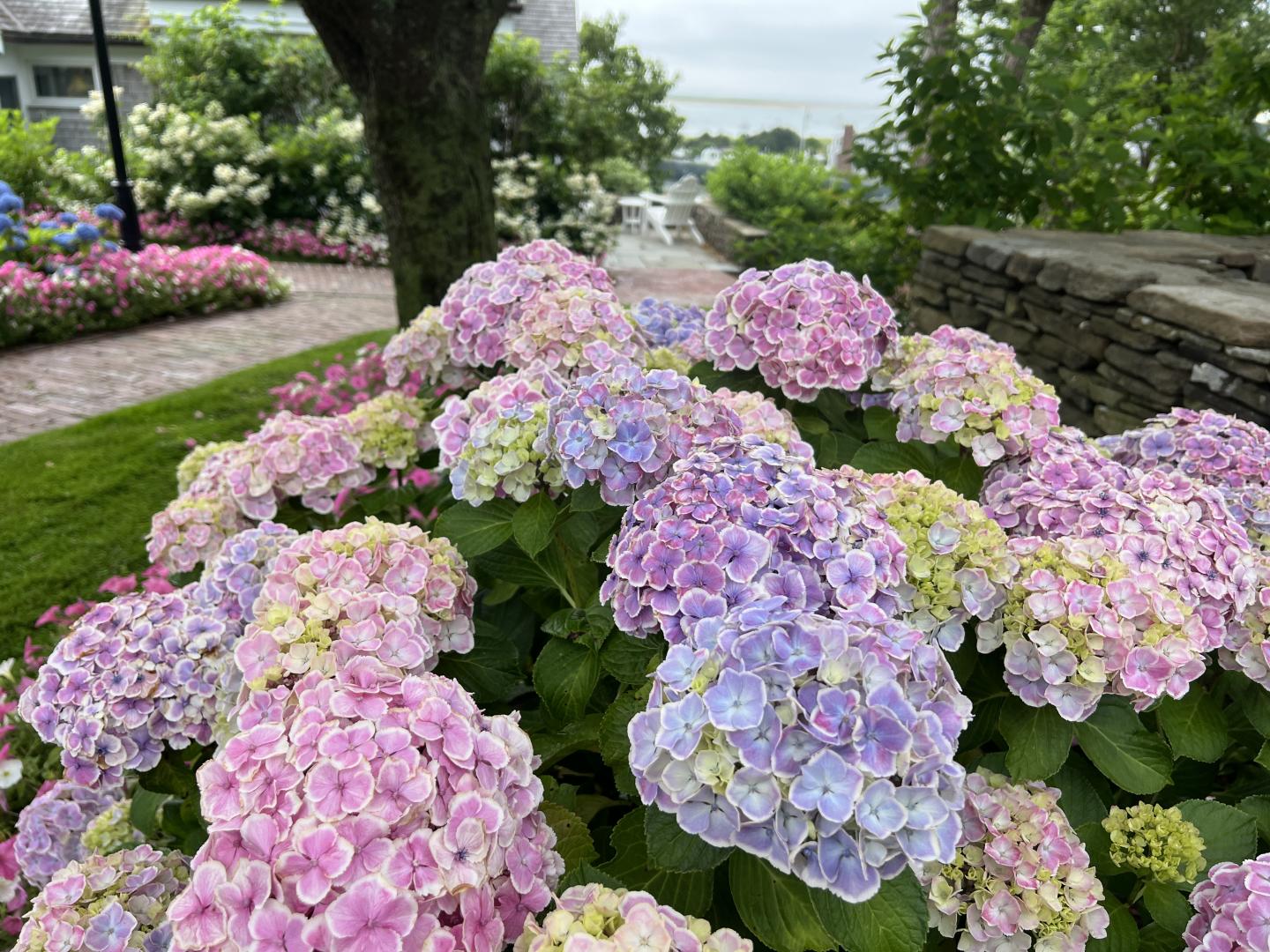 Pink and purple hydrangeas in a garden by a walkway.