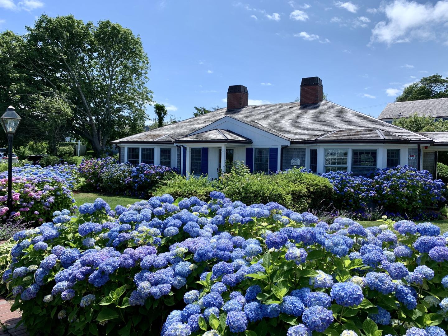 Charming cottage with blue shutters, surrounded by blooming purple hydrangeas.