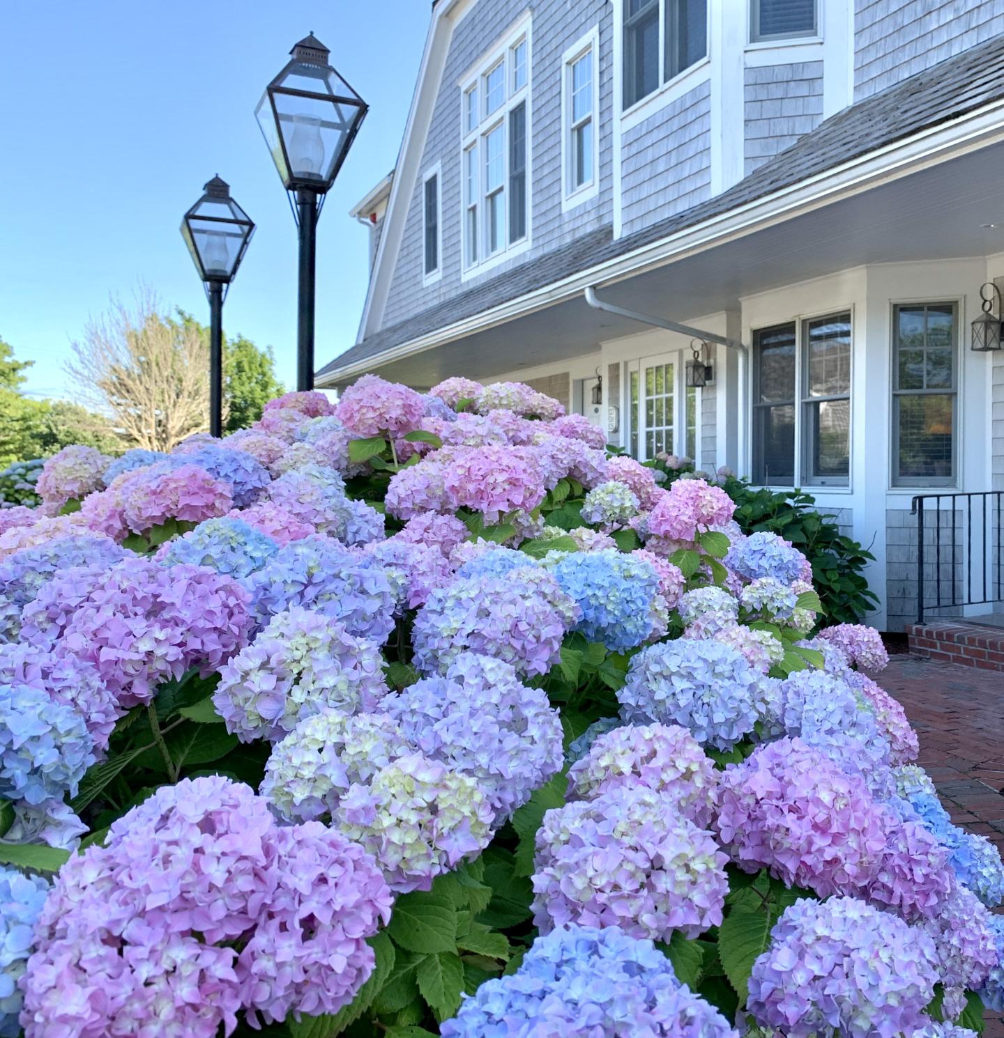Hydrangeas in pink, blue, and purple bloom by a grey house with lanterns.