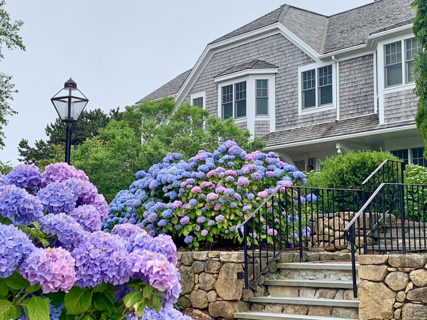 Gray shingled house with blooming purple and blue hydrangeas in front.