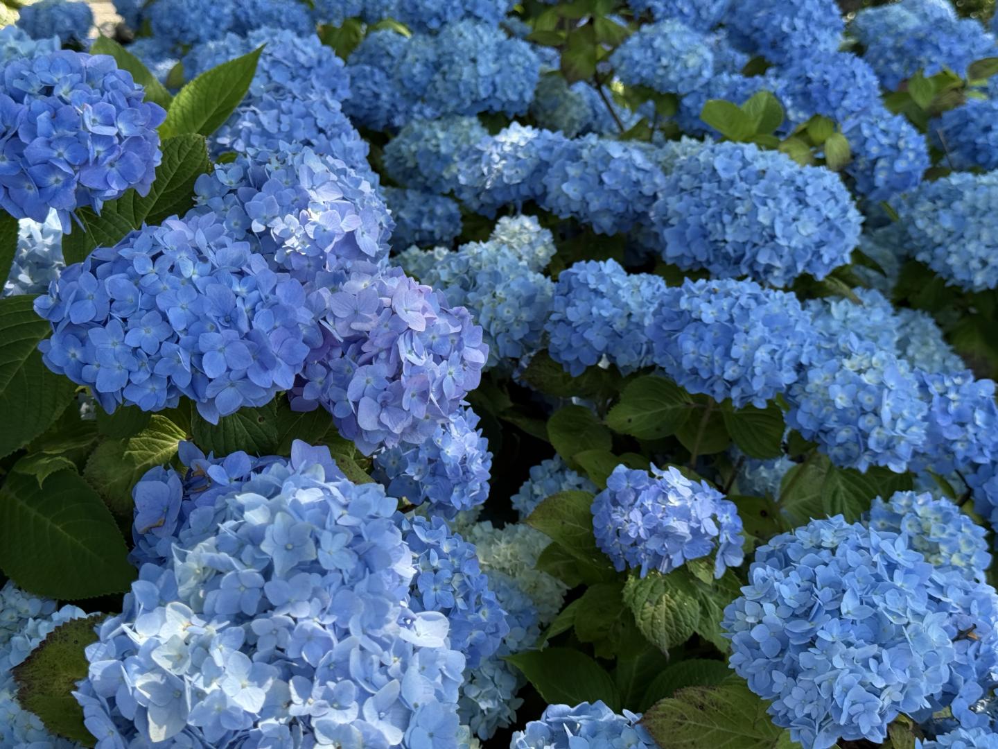 Blue hydrangeas in full bloom with lush green leaves.
