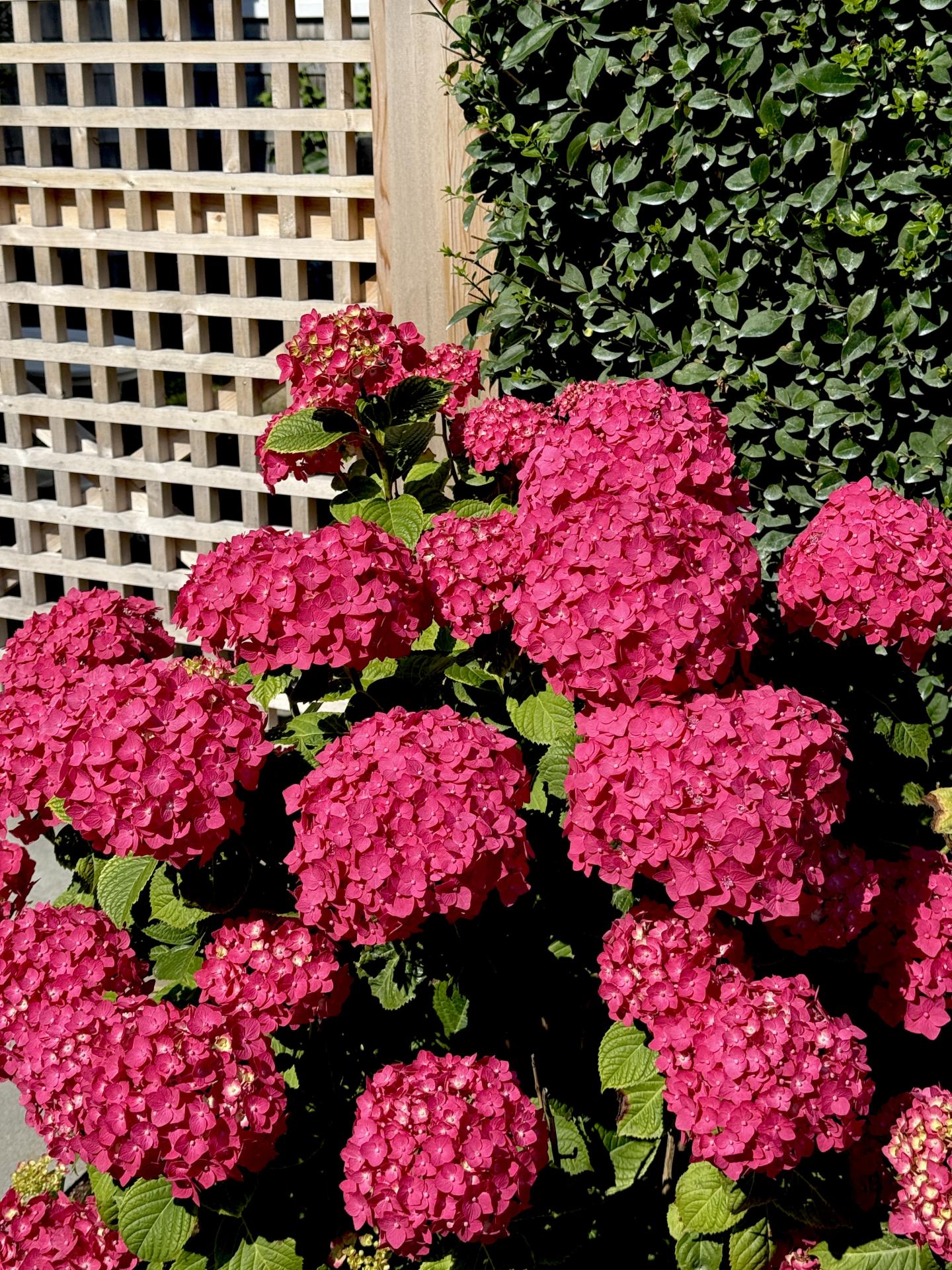 Vibrant pink hydrangeas in sunlight against a trellis and greenery.