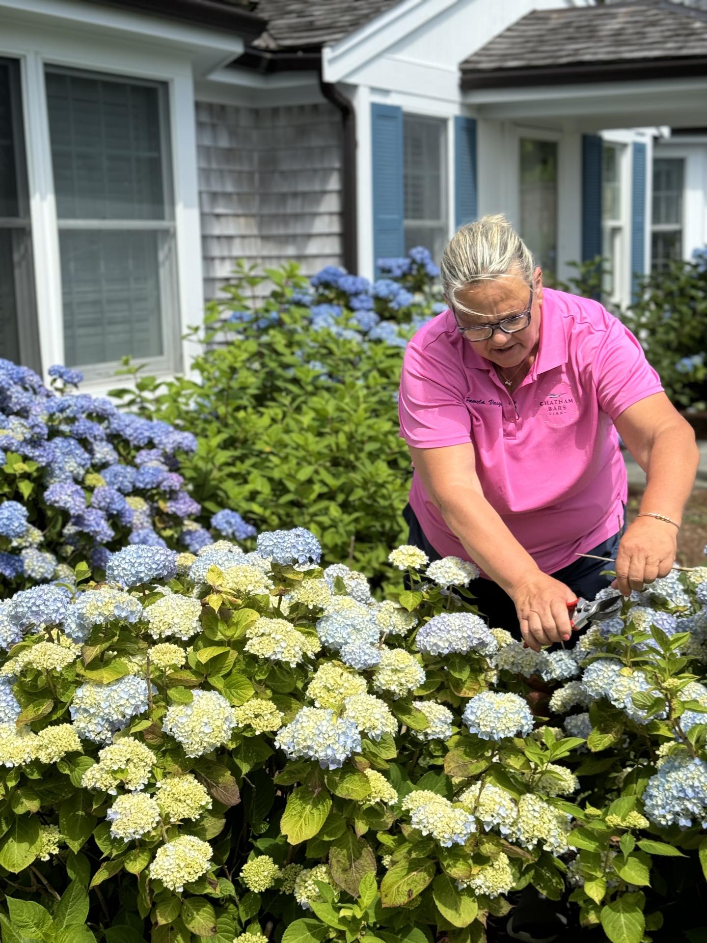 Person in pink shirt trimming hydrangea bushes in a garden with blue flowers.