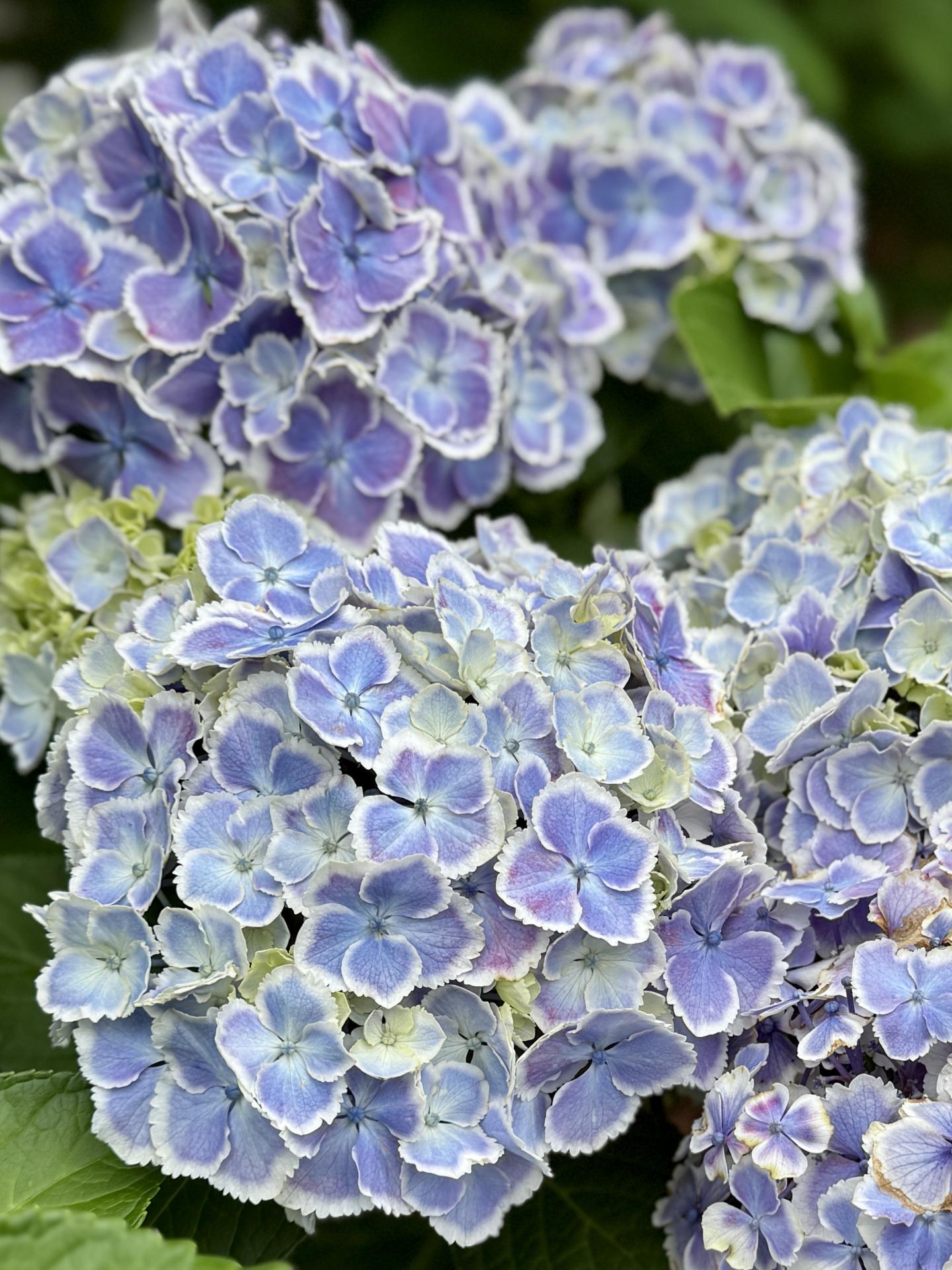 Purple and blue hydrangeas with green leaves.