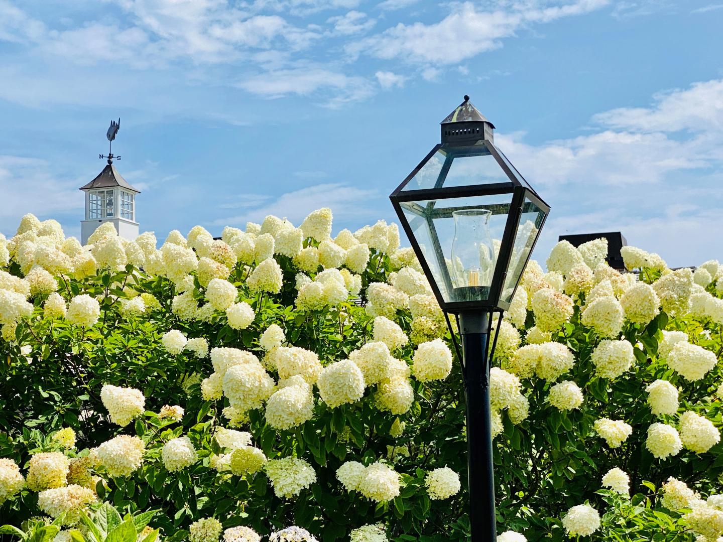 Lantern amid blooming white hydrangeas under a blue sky.