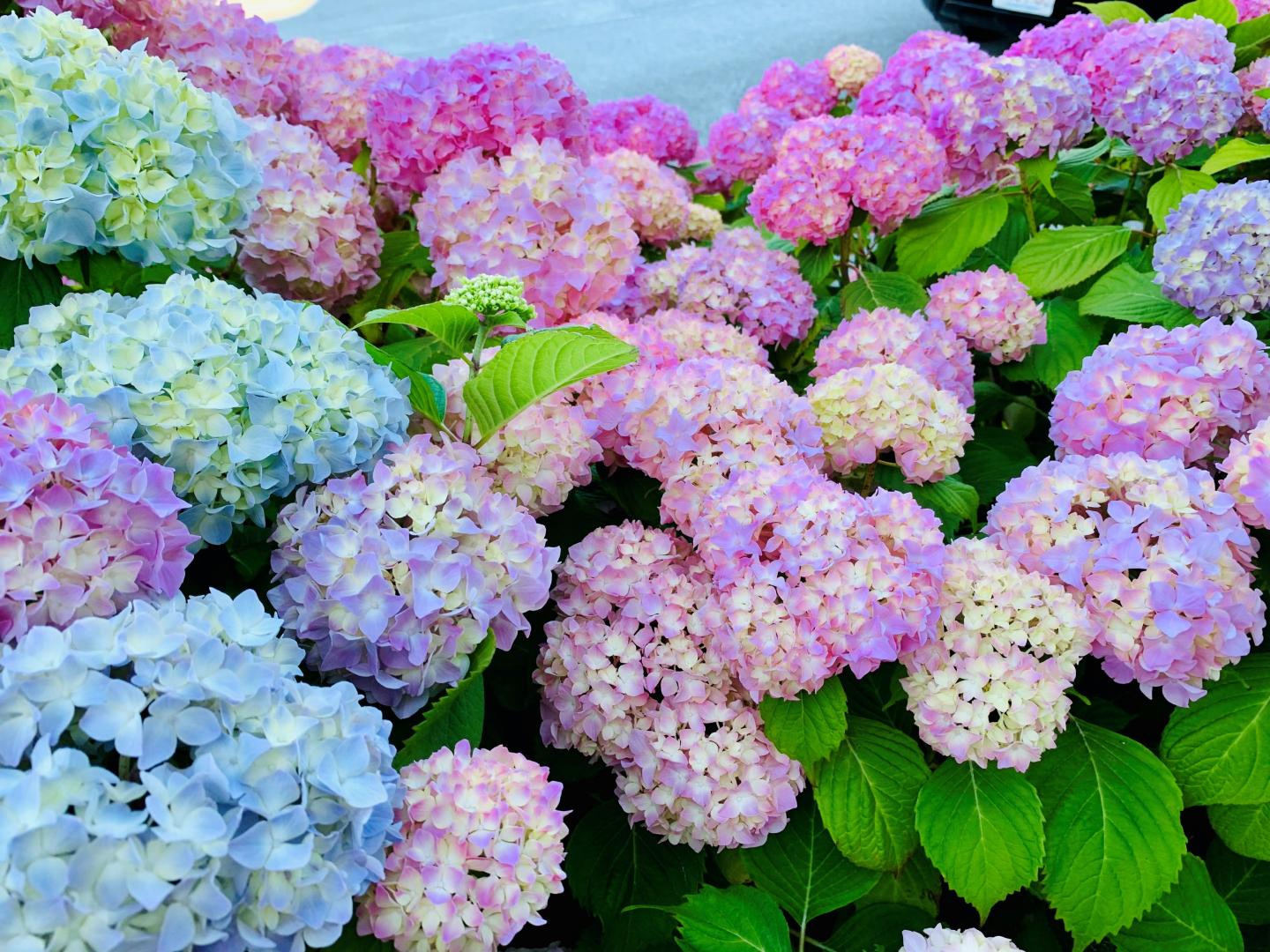 Colorful hydrangeas in bloom, shades of pink, blue, and purple, surrounded by green leaves.