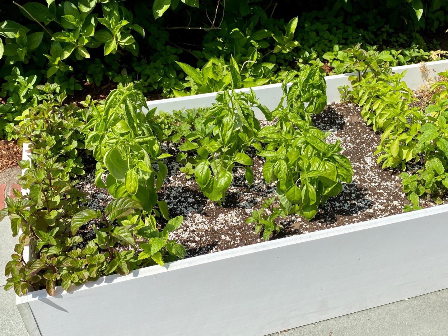 Raised garden bed with green plants and soil.