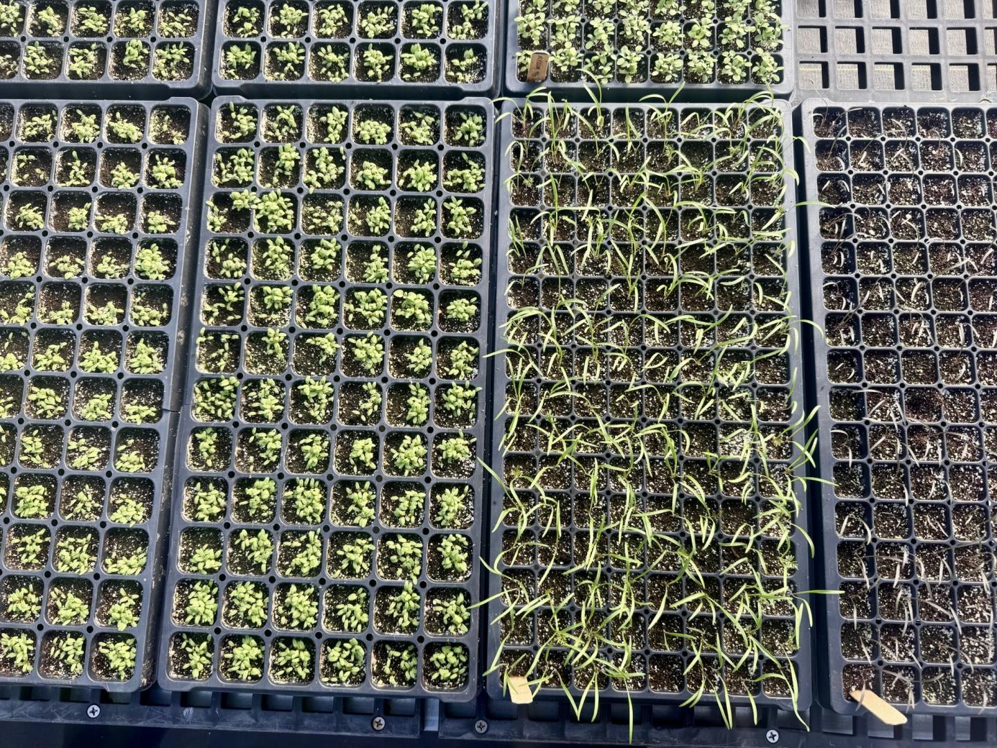 Seedlings sprouting in plastic trays in a greenhouse.