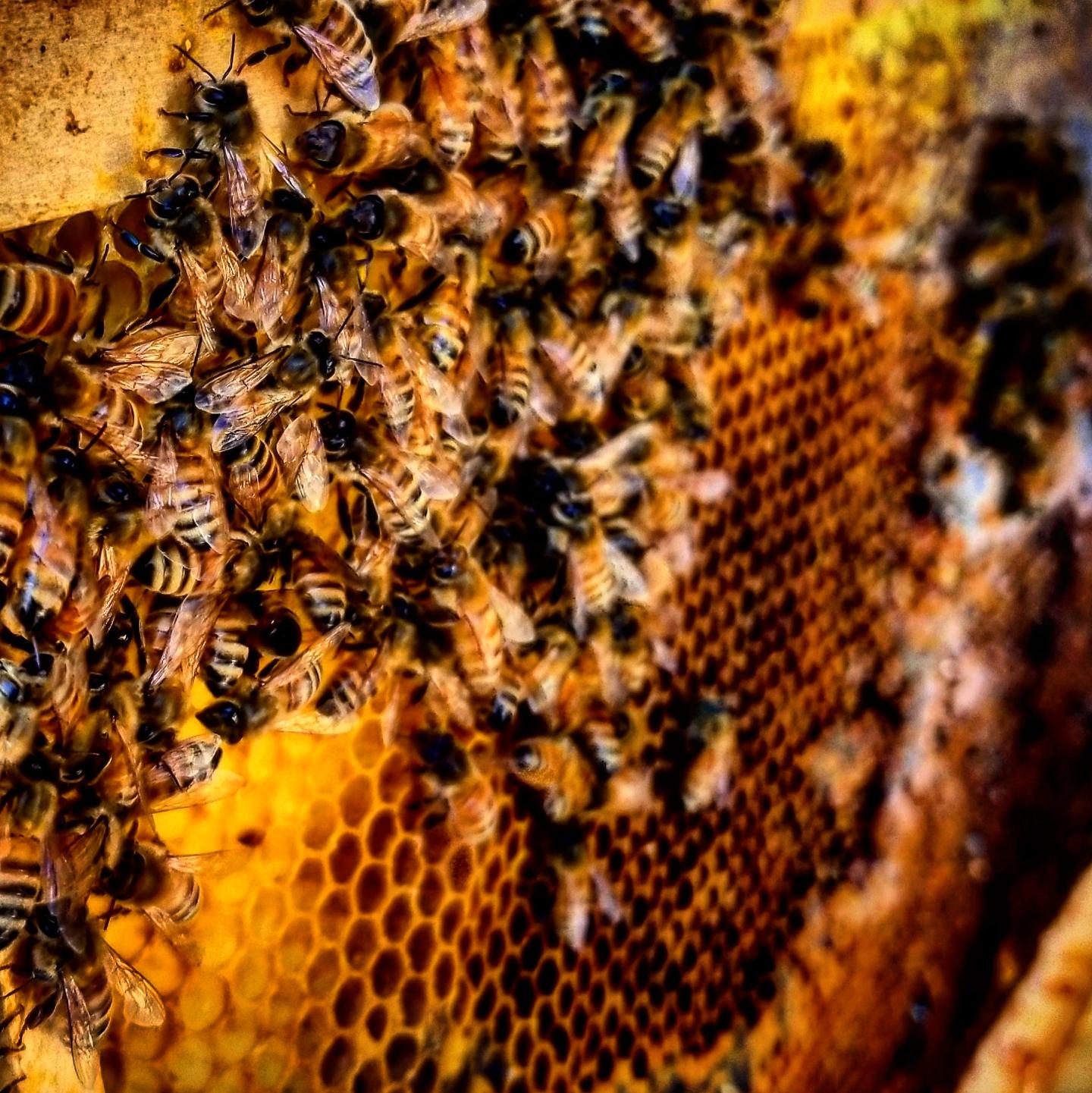 Bees swarming on honeycomb, vibrant yellows and oranges.