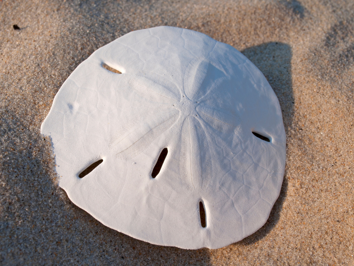 Sand dollar on sandy beach.